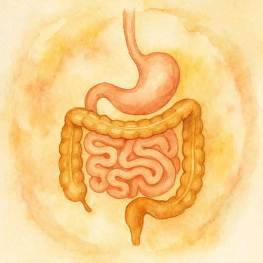 IMO-SIBO-Mixto-Síndrome-de-Intestino-Irritable-SII-E Nootrópicos Perú