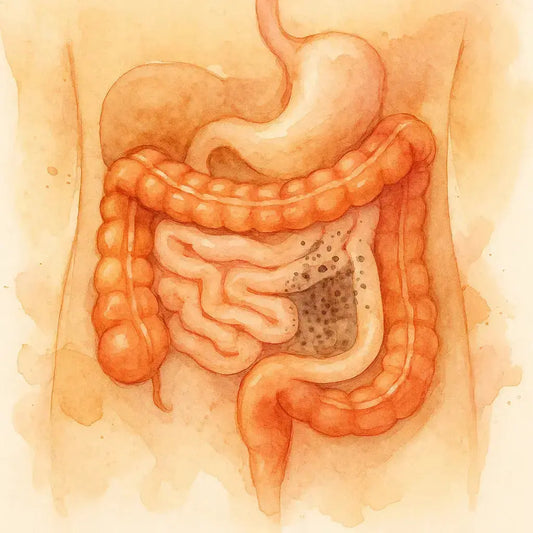 Intestino-permeable Nootrópicos Perú