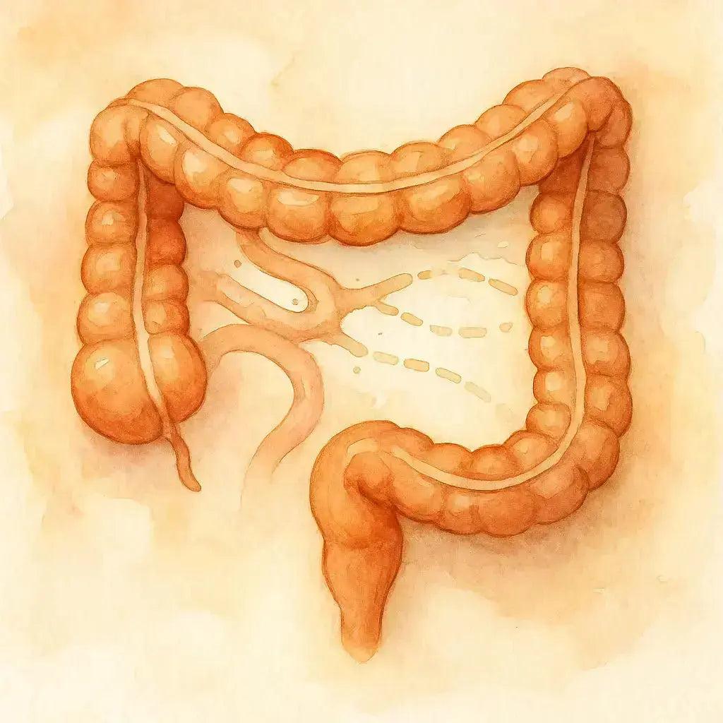 Intestino-permeable-La-Raíz-Oculta-de-la-Disfunción-Sistémica Nootrópicos Perú