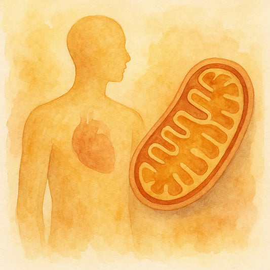 MOTS-c: La Clave Maestra Mitocondrial para la Longevidad y el Rendimiento Celular - Nootrópicos Perú