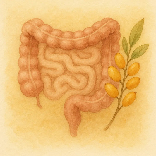 Berberina: El secreto metabólico no está en la absorción, está en el Intestino - Nootrópicos Perú