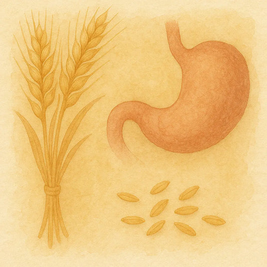 El Trigo: Más Allá del Gluten - Por Qué los "Granos Saludables" Son Realmente el Alimento Más Tóxico de su Dieta - Nootrópicos Perú